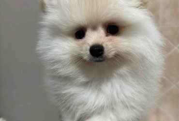 Cuccioli Spitz tedesco nano Pomerania