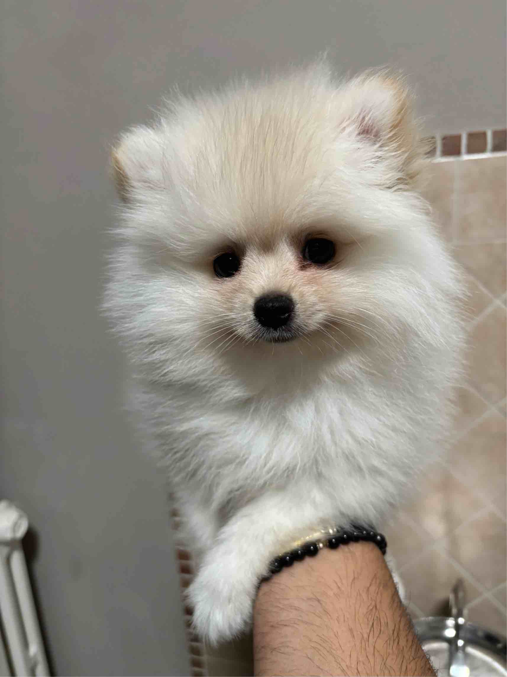 Cuccioli Spitz tedesco nano Pomerania