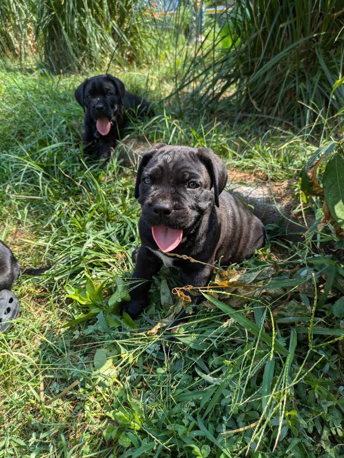 Cane corso cuccioli