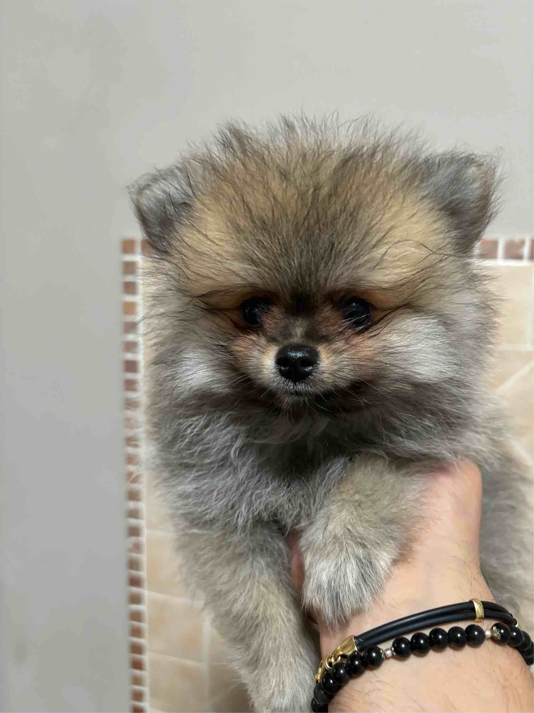 Cuccioli Spitz tedesco nano Pomerania