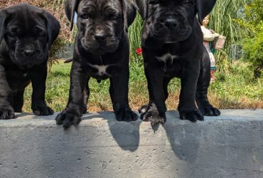 Cane corso cuccioli