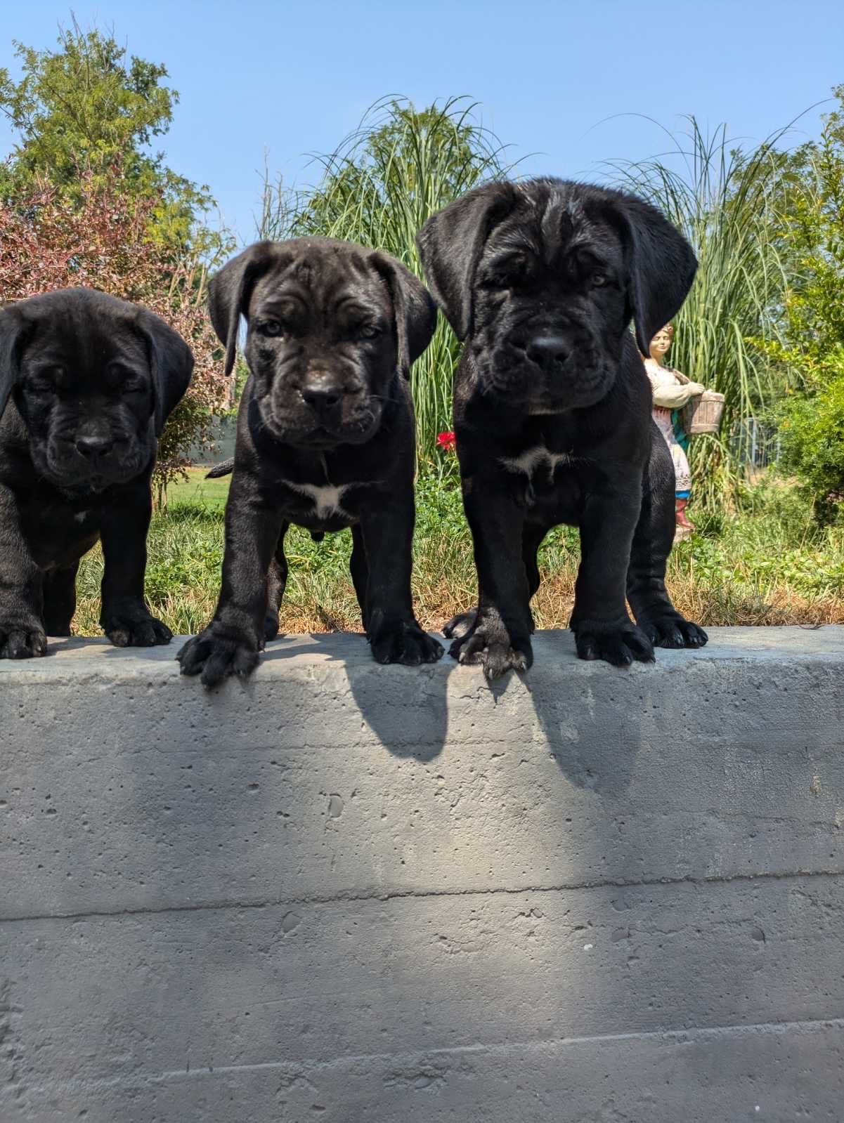 Cane corso cuccioli