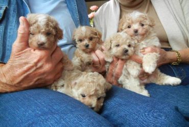 Cuccioli di Maltipoo allevati in casa pronti