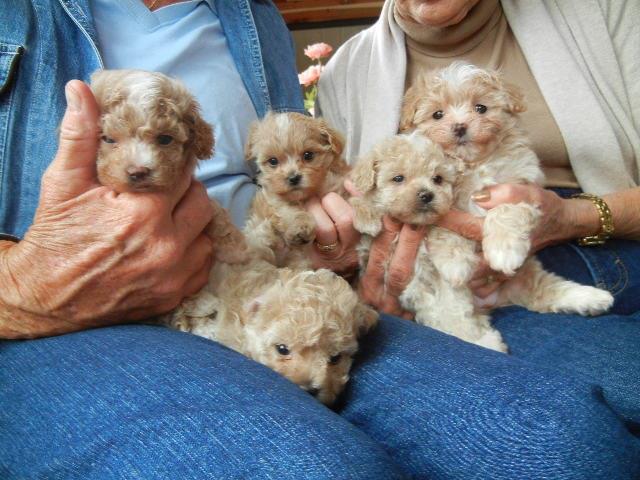 Cuccioli di Maltipoo allevati in casa pronti