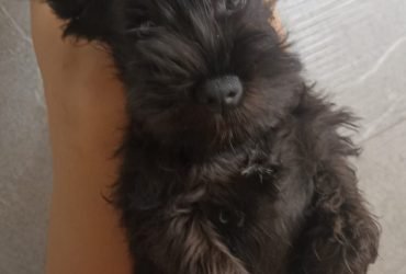 cane schnauzer nano nero
