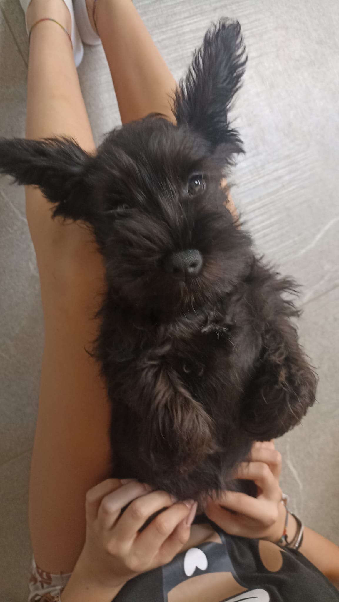 cane schnauzer nano nero