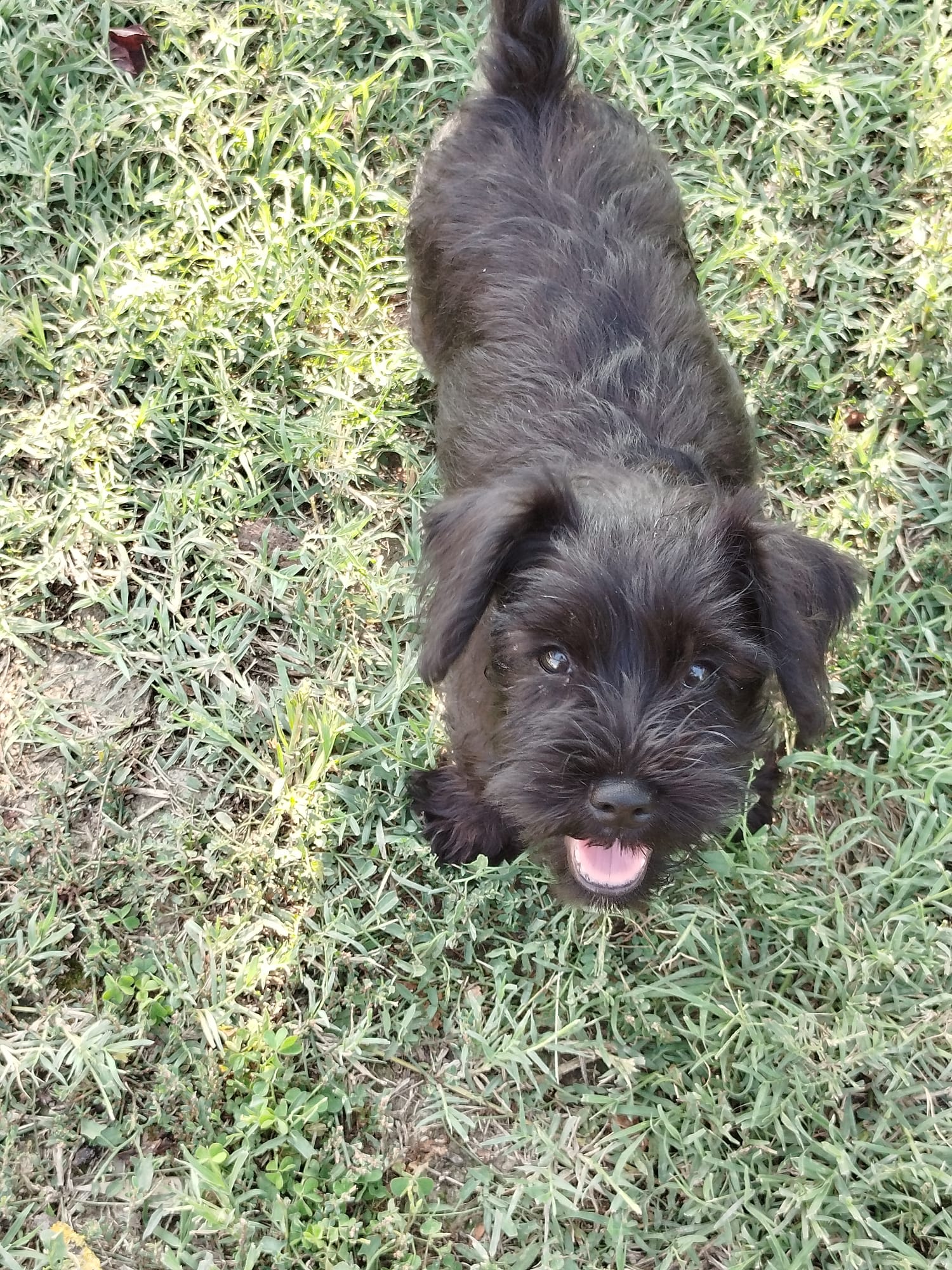 cane schnauzer nano nero