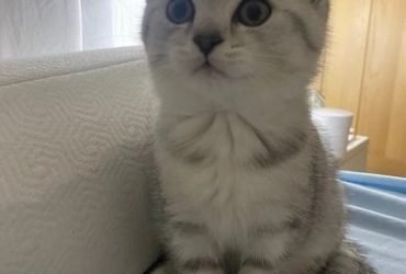 Gattini British Shorthair