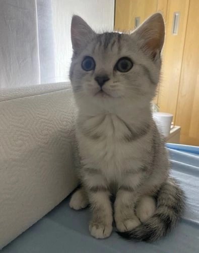 Gattini British Shorthair