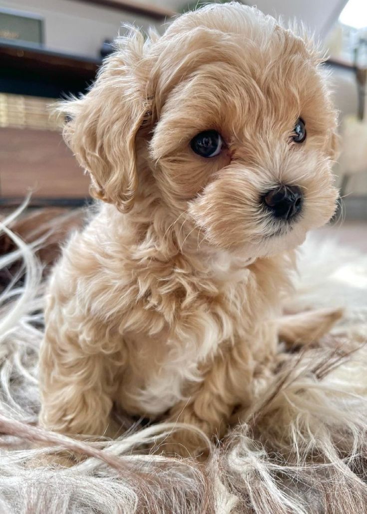 Cuccioli di Maltipoo allevati in casa pronti
