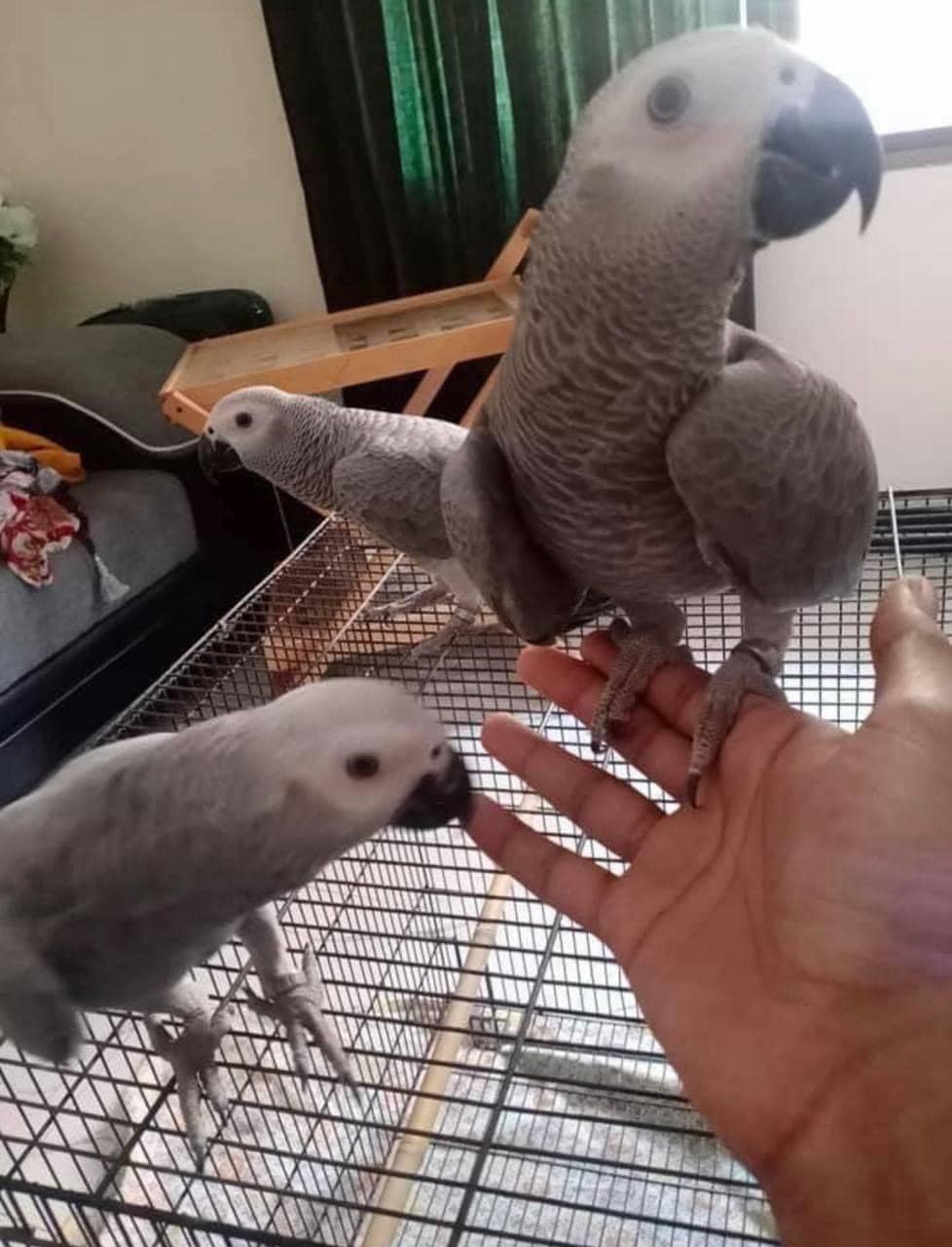 Pappagalli cenerini africani per gli amanti degli uccelli e per i bambini.