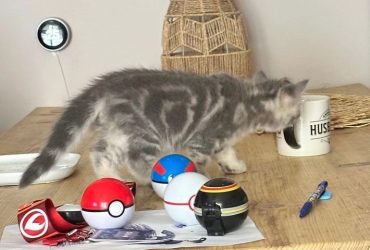 Adorabili gattini British Shorthair di razza pura