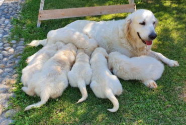 Disponibili cuccioli di Golden Retriever con Pedigree.