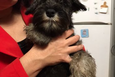 CUCCIOLATA DI ZWERGSCHNAUZER PEPE SALE