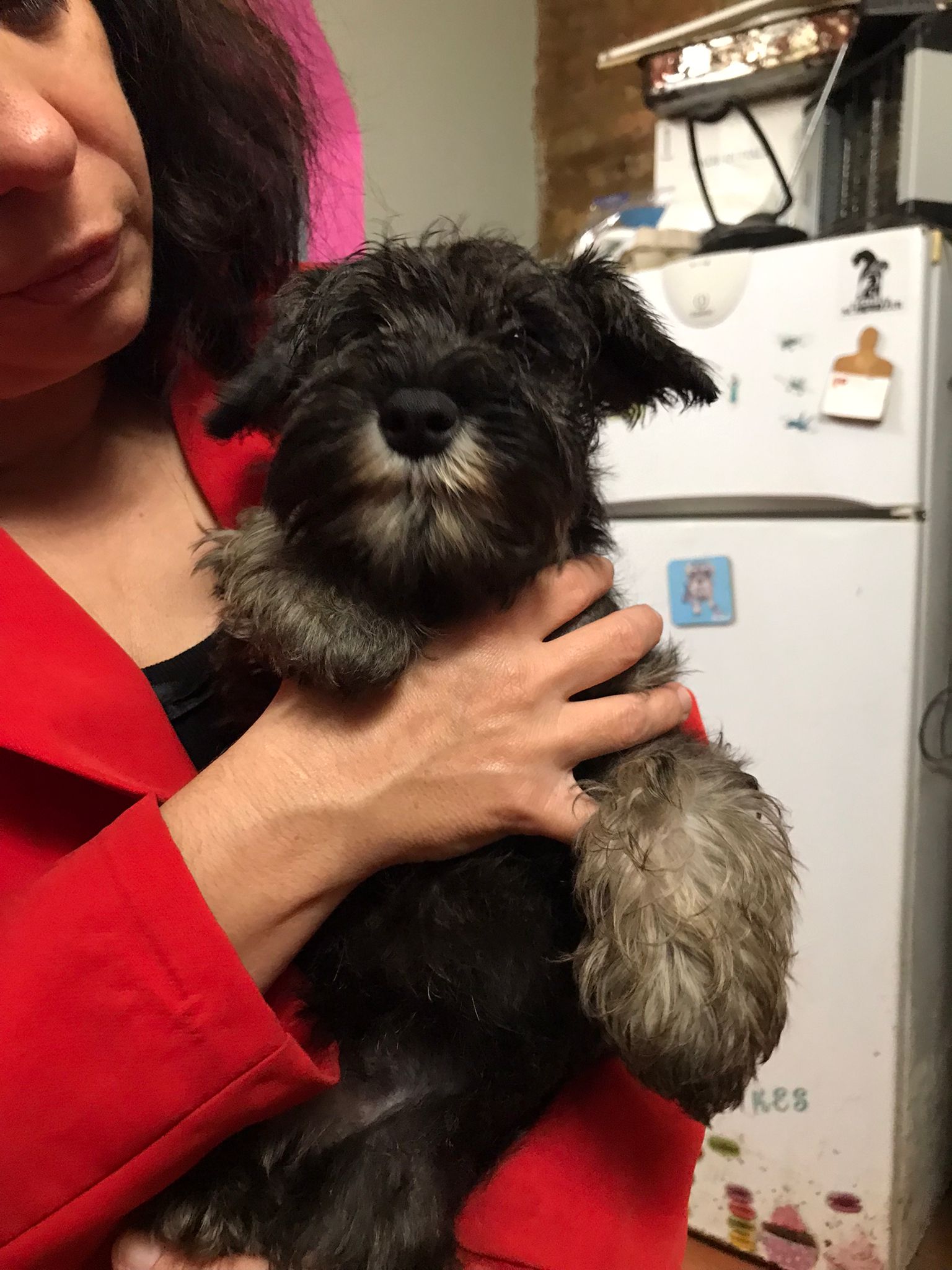 CUCCIOLATA DI ZWERGSCHNAUZER PEPE SALE