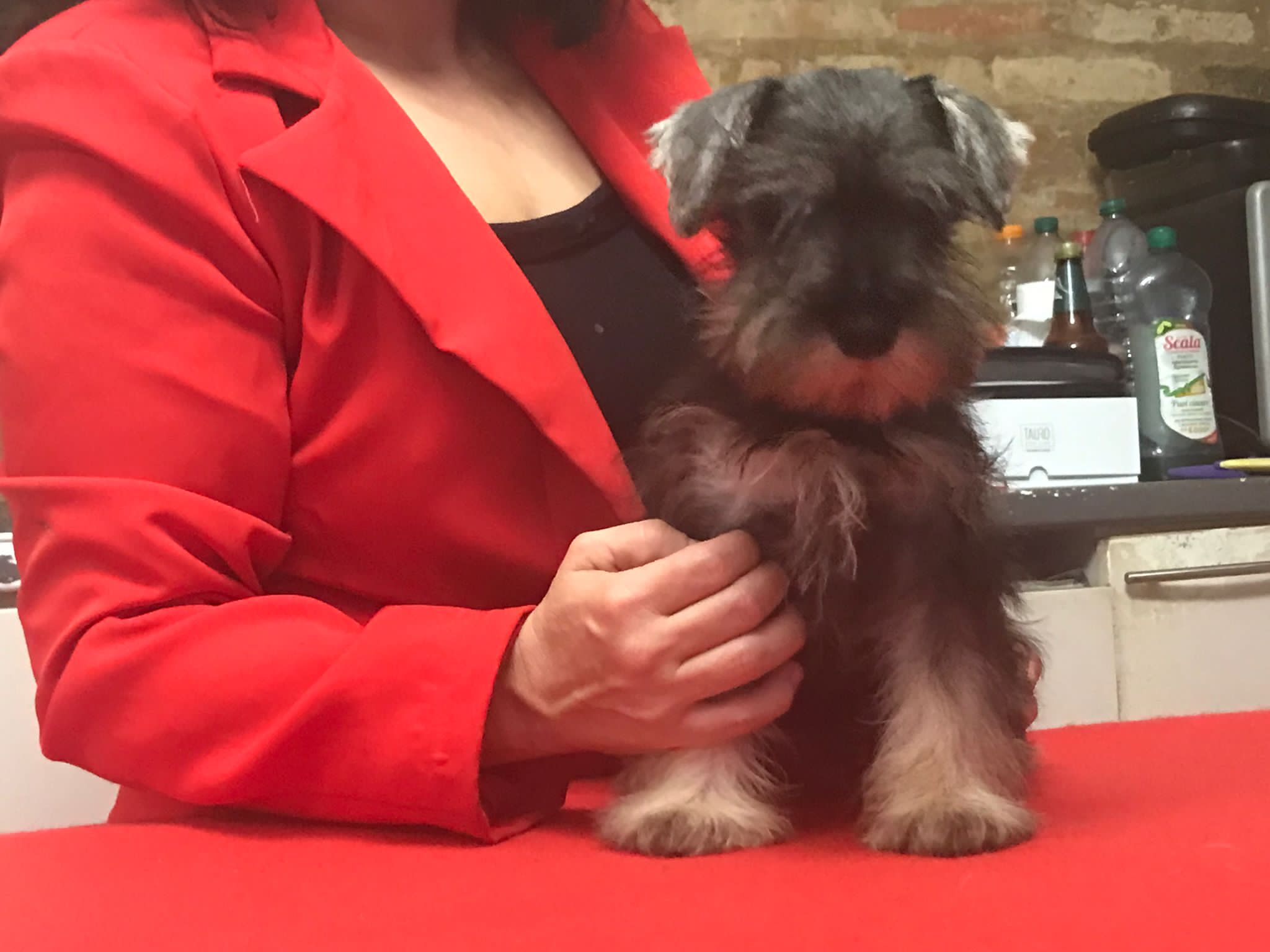 CUCCIOLATA DI ZWERGSCHNAUZER PEPE SALE