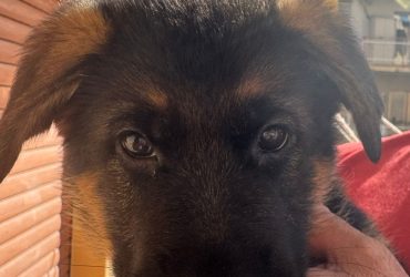 cuccioli pastore tedesco