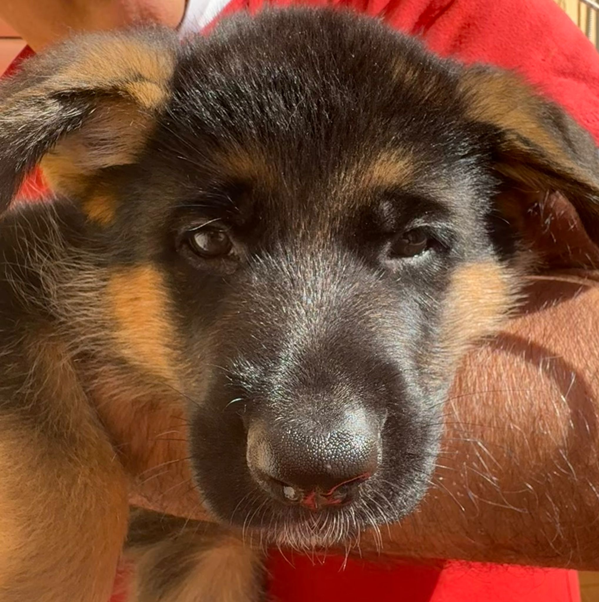 cuccioli pastore tedesco