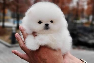 Cuccioli di Pomerania