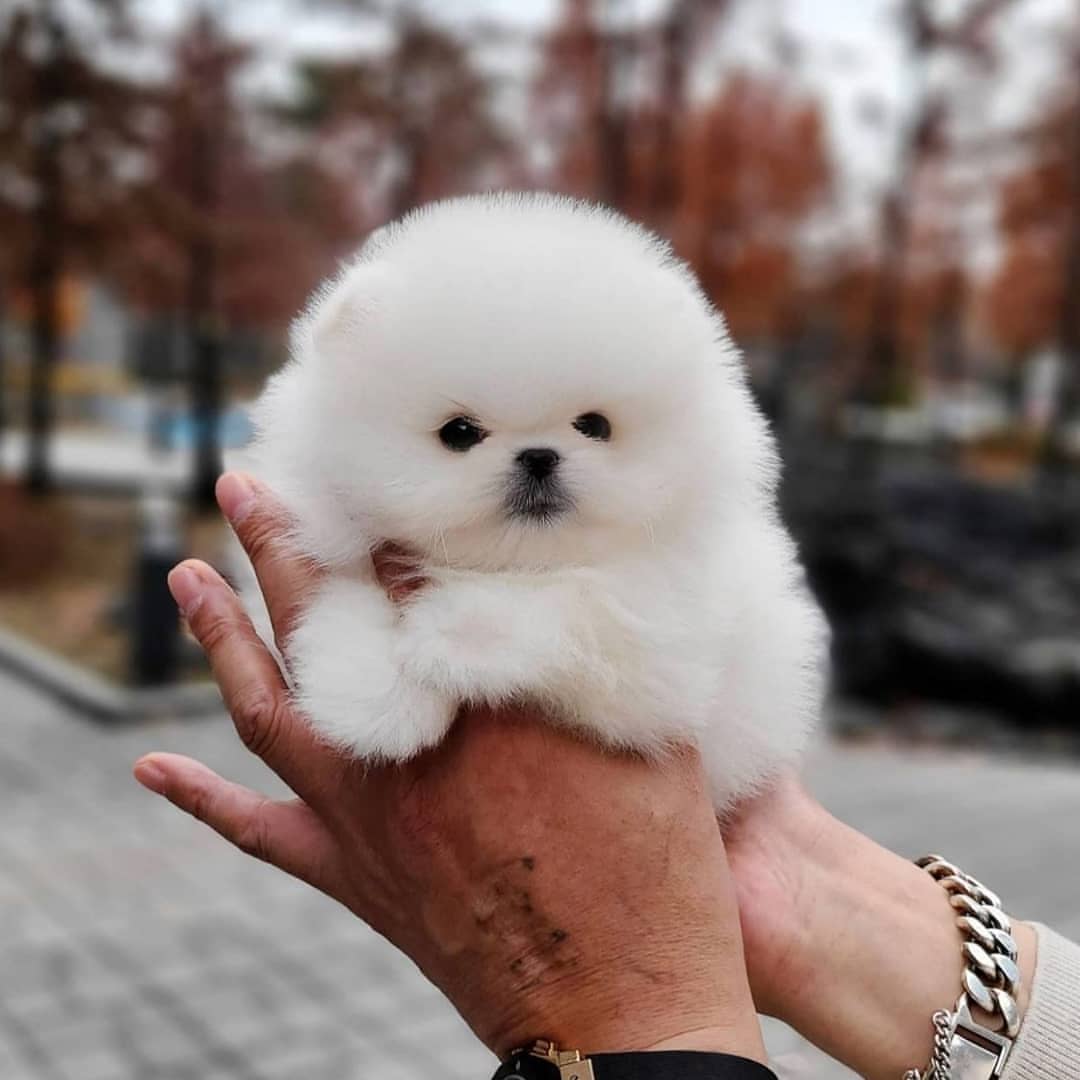Cuccioli di Pomerania