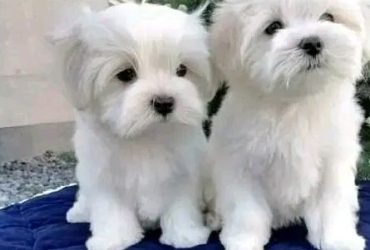 Cuccioli di maltese