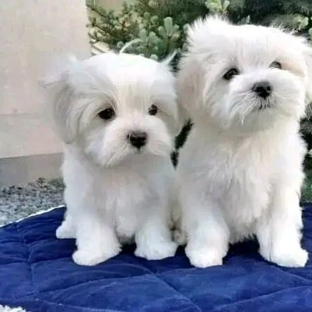 Cuccioli di maltese
