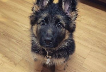 Cuccioli di pastore tedesco carini e fantastici.