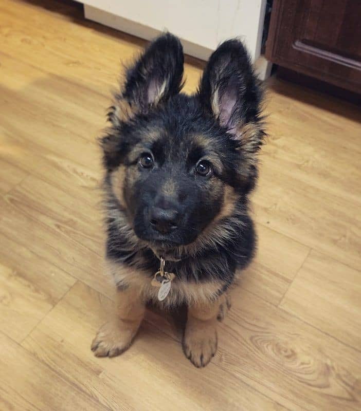 Cuccioli di pastore tedesco carini e fantastici.