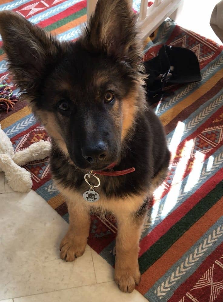 Cuccioli di pastore tedesco carini e fantastici.
