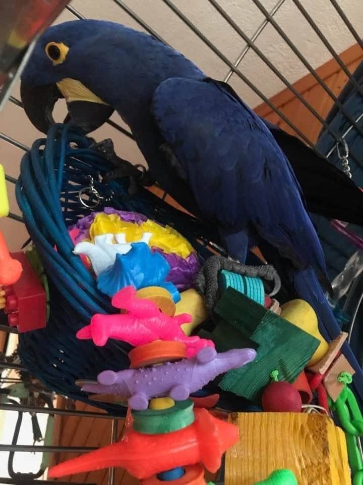 Uccelli Ara giacinto blu maturi