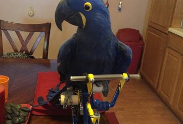 Uccelli Ara giacinto blu maturi