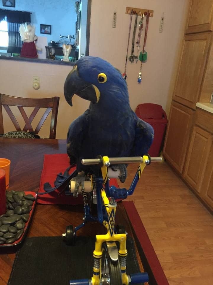 Uccelli Ara giacinto blu maturi