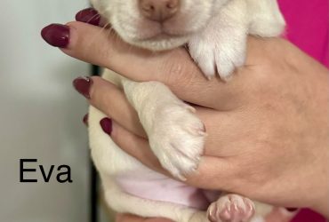 vendo cuccioli chihuahua
