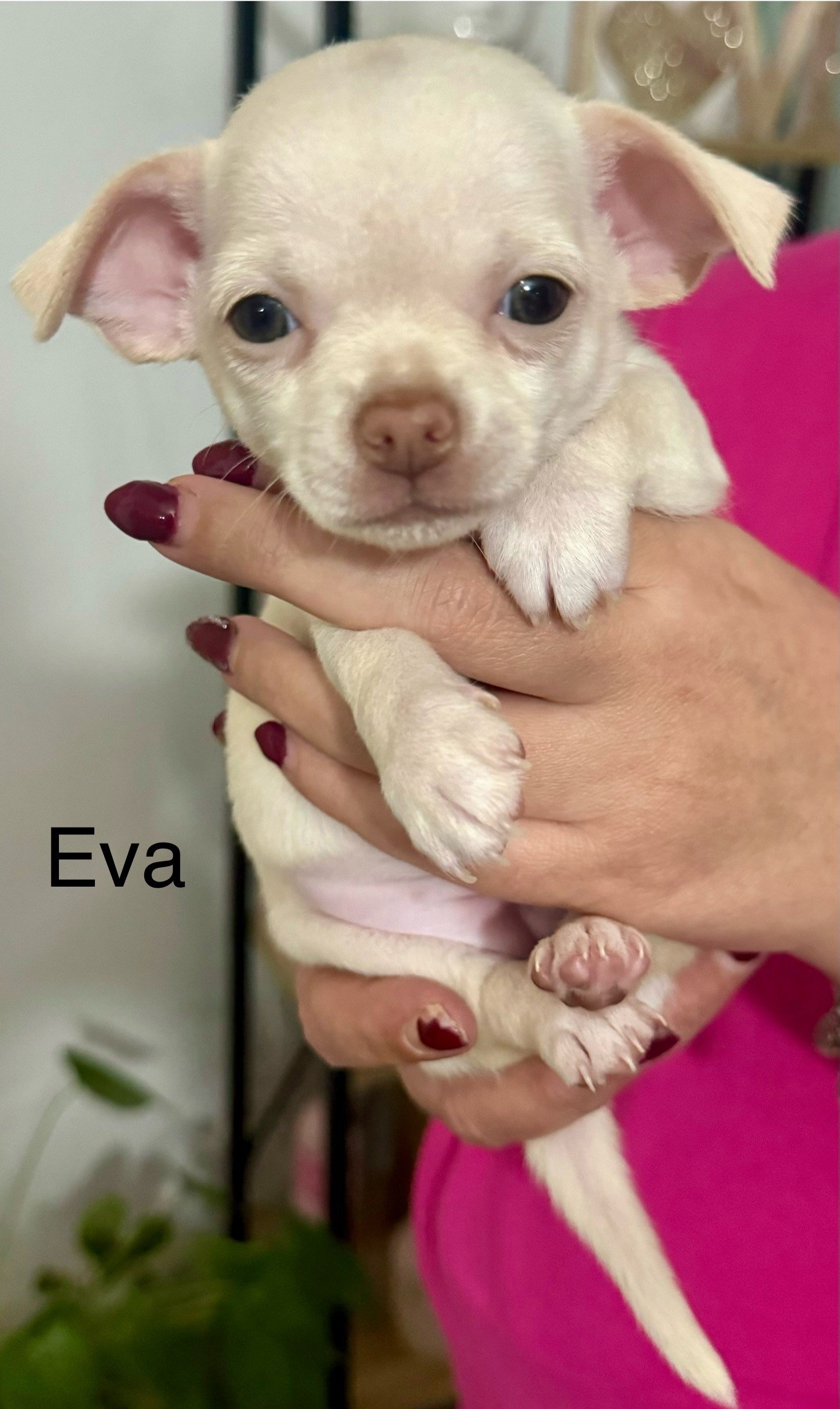 vendo cuccioli chihuahua