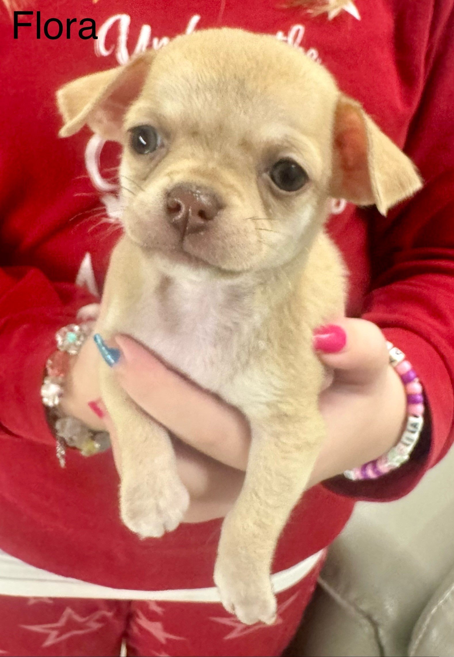 vendo cuccioli chihuahua