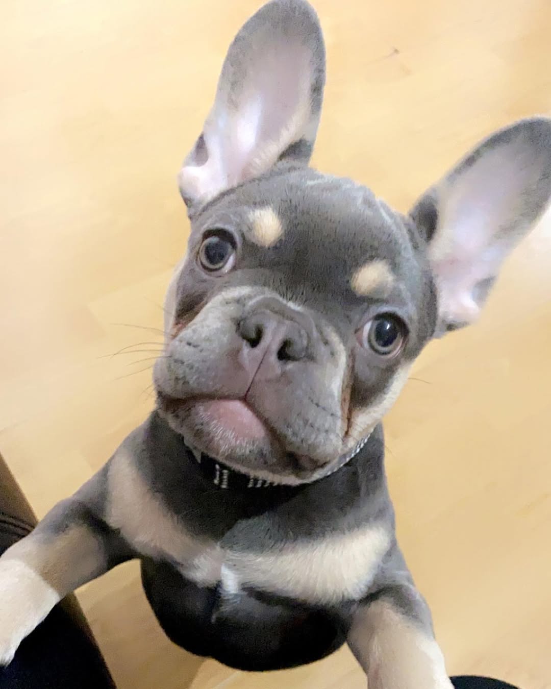 cuccioli di Bulldog francese
