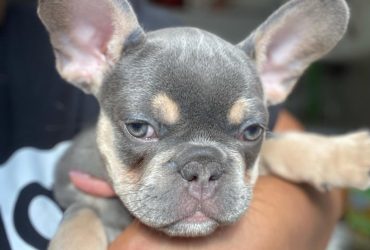 cuccioli di Bulldog francese