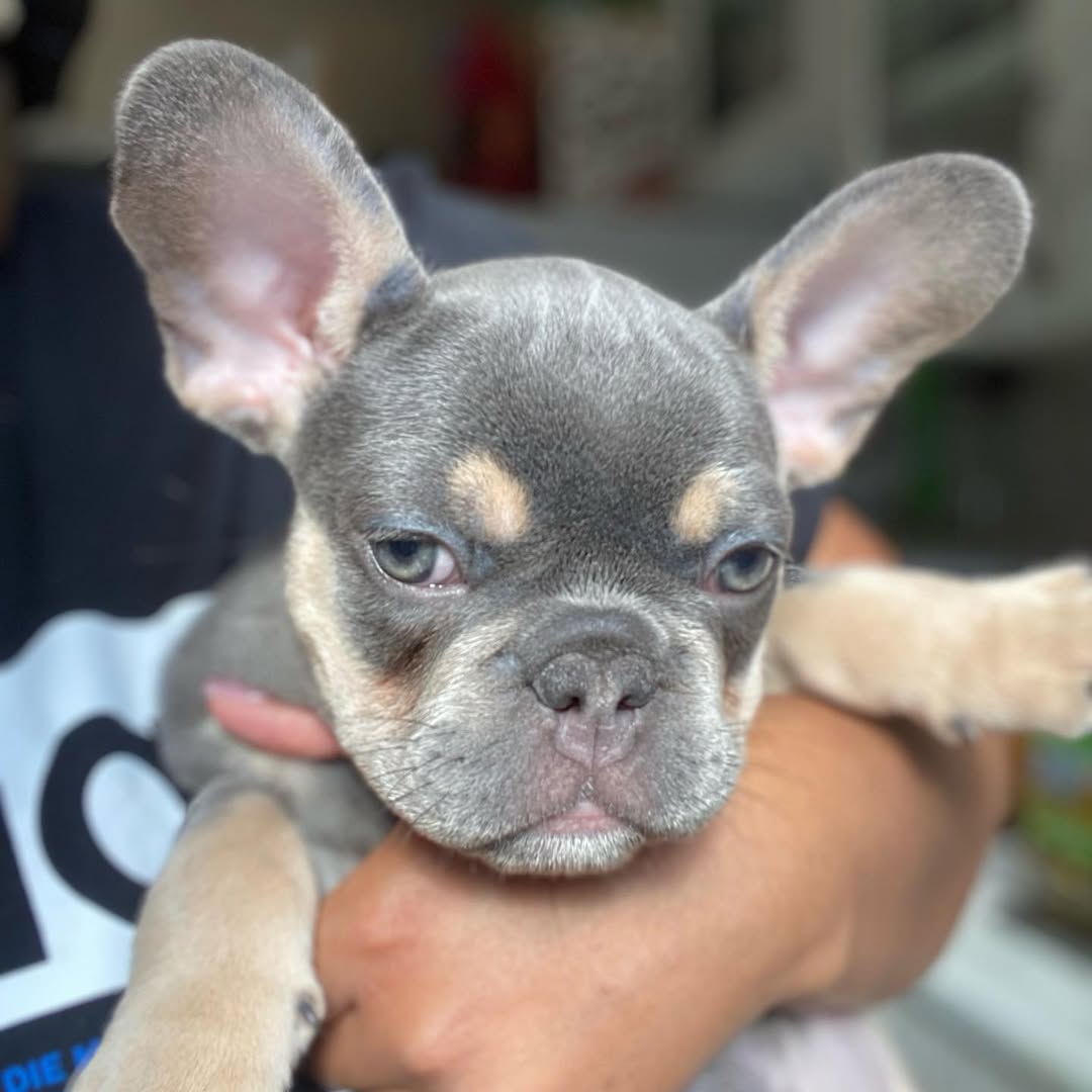 cuccioli di Bulldog francese