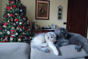 Cuccioli di gatto scottish fold longhair e straight silver tabby