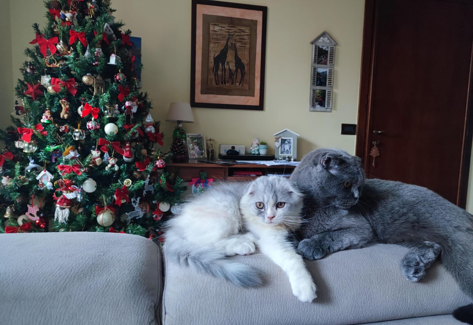 Cuccioli di gatto scottish fold longhair e straight silver tabby