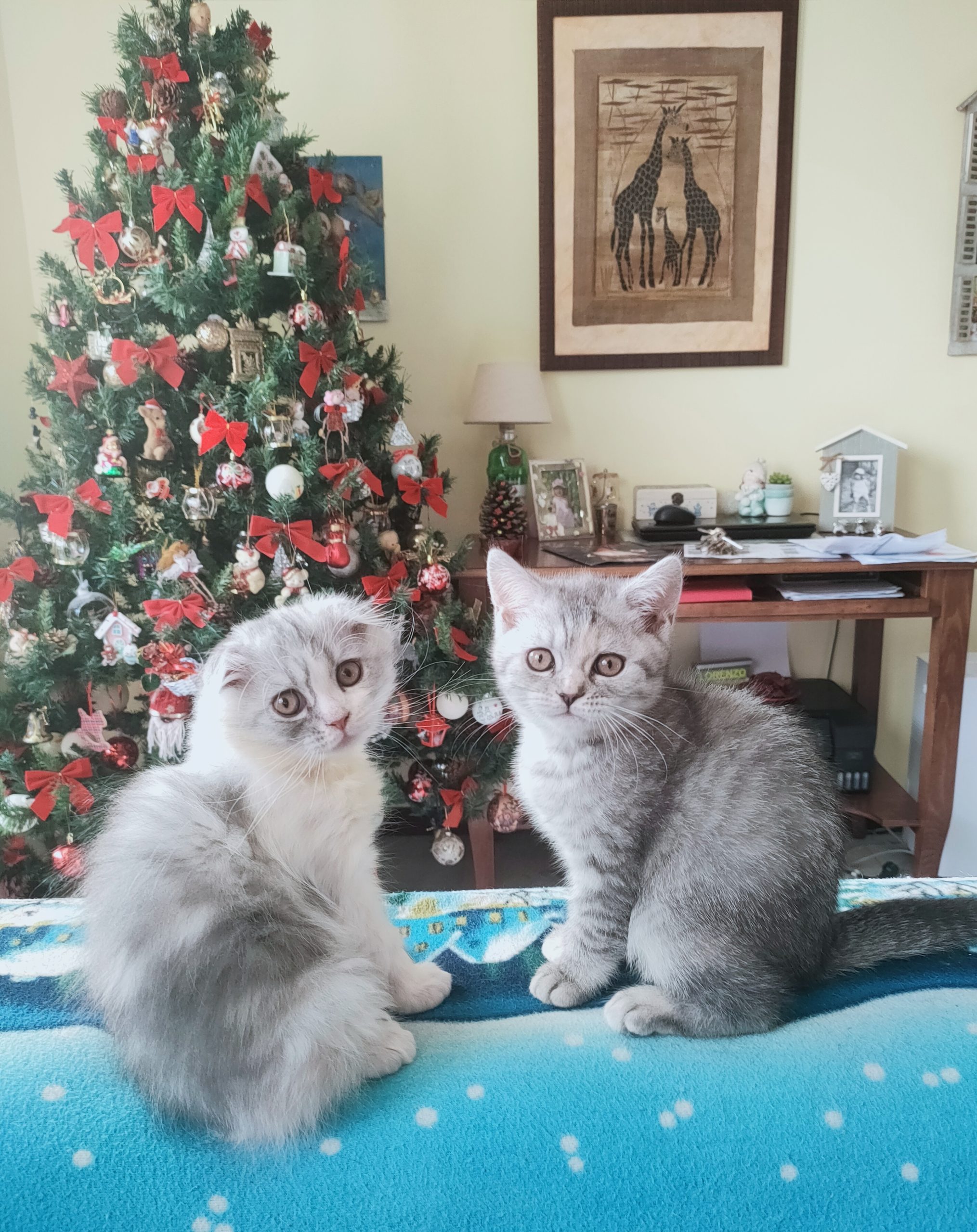 Cuccioli di gatto scottish fold longhair e straight silver tabby