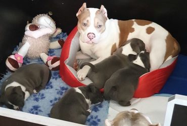 bellissimi cuccioli di pitbull