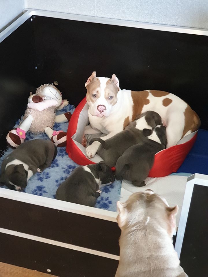 bellissimi cuccioli di pitbull