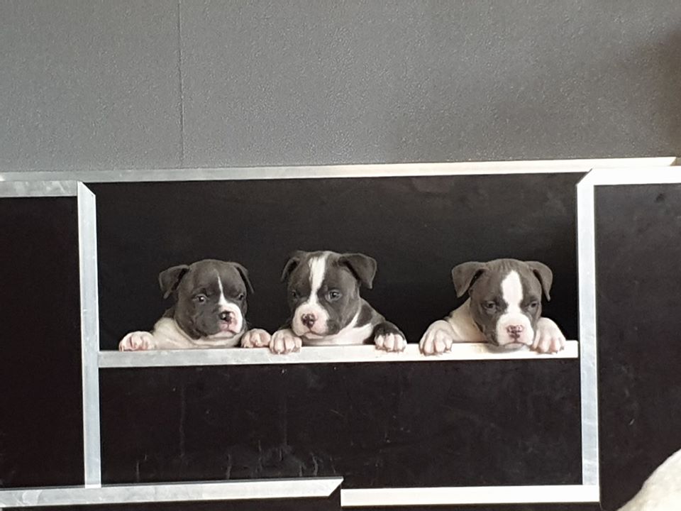 bellissimi cuccioli di pitbull