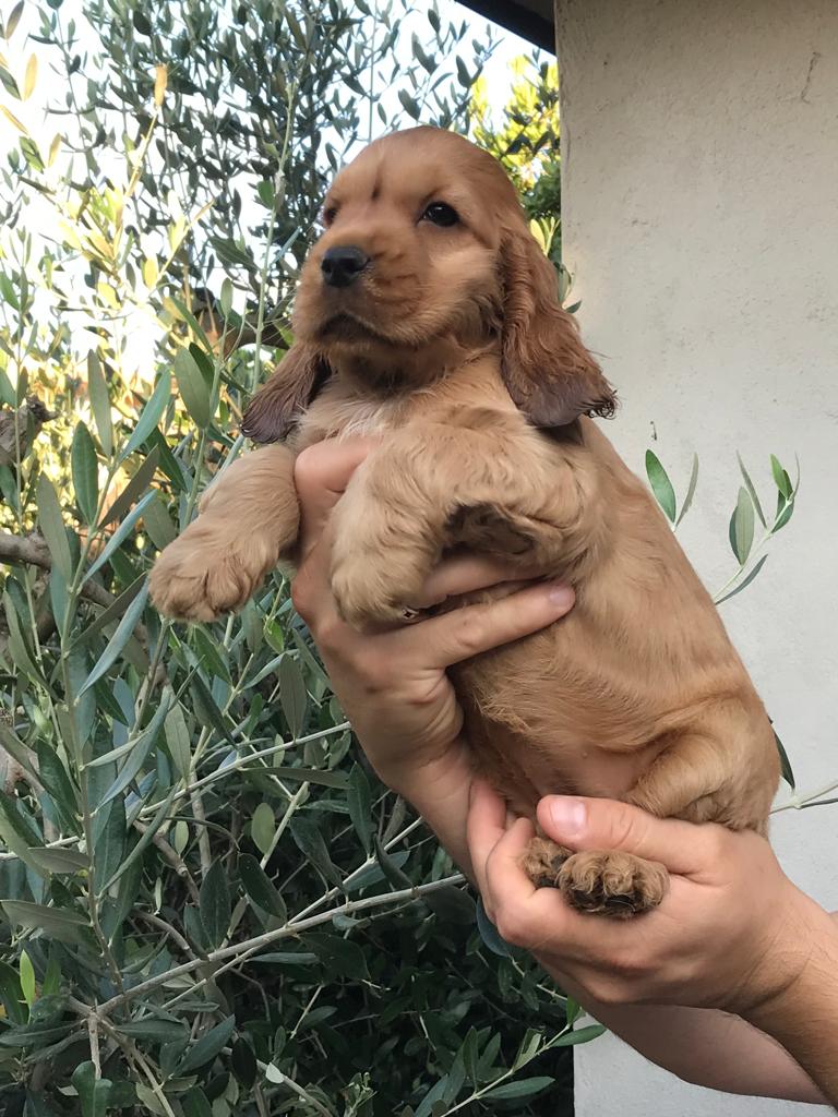 Cuccioli Cocker Spaniel Inglese