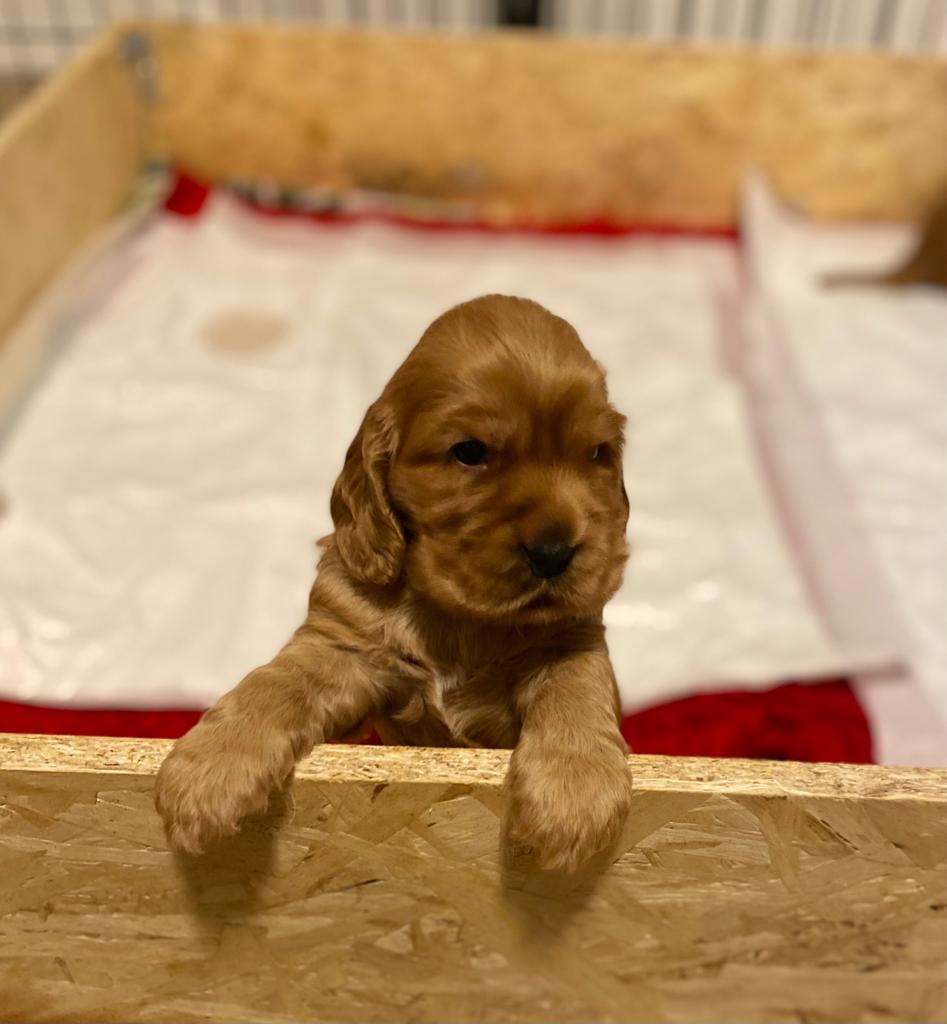 Cuccioli Cocker Spaniel Inglese