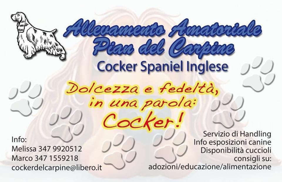 Cuccioli Cocker Spaniel Inglese