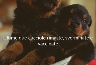 Vendo ultime due cucciole di rottweiler