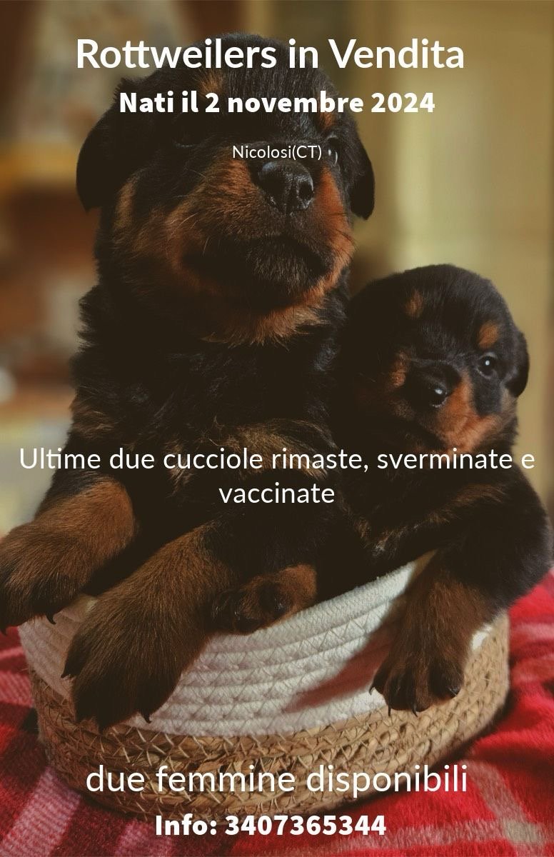Vendo ultime due cucciole di rottweiler