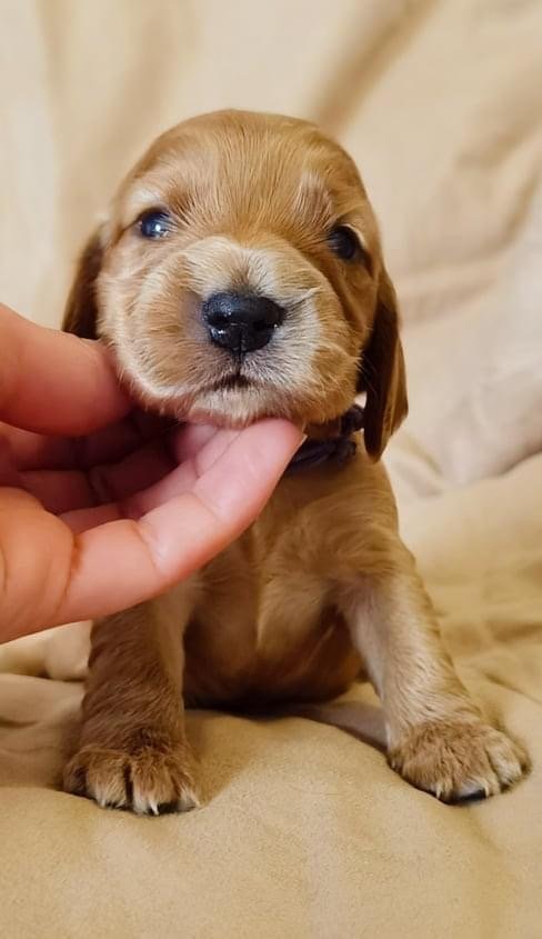 Cuccioli Cocker Spaniel Inglese
